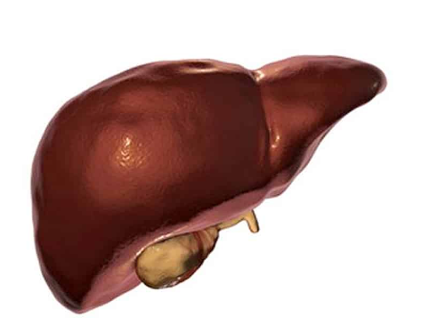 Beneficii di L-Ornithine per Liver.png