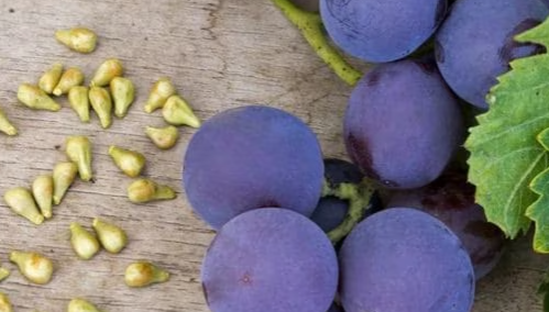 Benefici di l'estrattu di semi d'uva.png