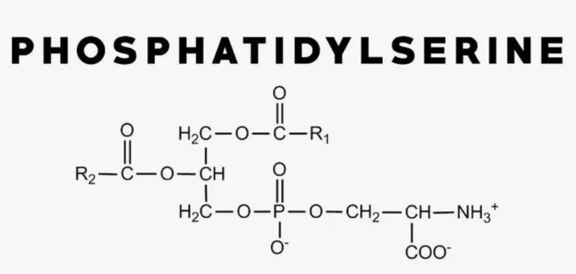 Chì ci hè a diffarenza trà serina fosforilata è fosfatidilserina.png